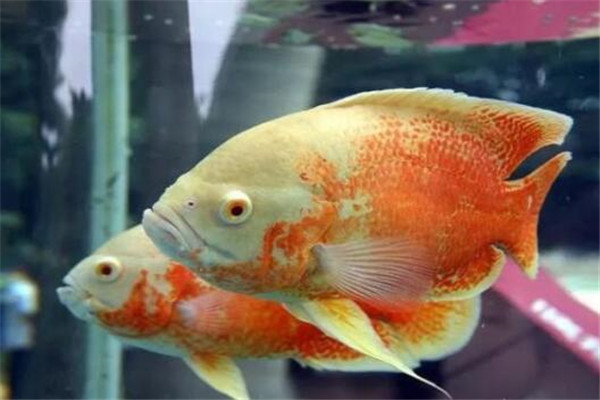地圖魚養殖需要注意的事情